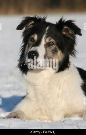 Border Collie nella neve Foto Stock