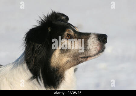 Border Collie ritratto Foto Stock