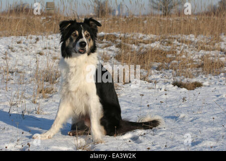 Border Collie nella neve Foto Stock