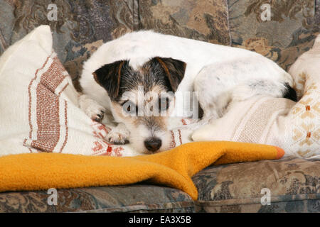 Parson Russell Terrier sul divano Foto Stock