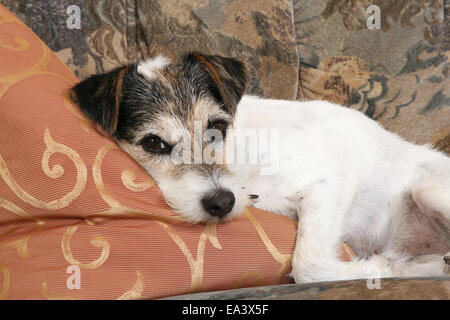 Parson Russell Terrier sul divano Foto Stock