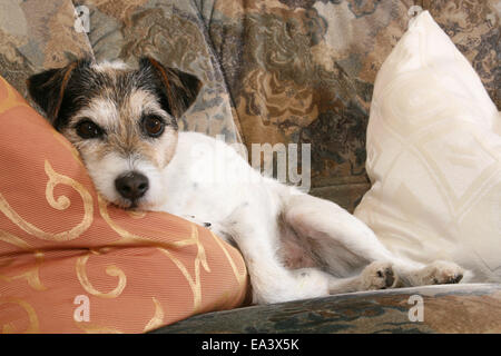 Parson Russell Terrier sul divano Foto Stock