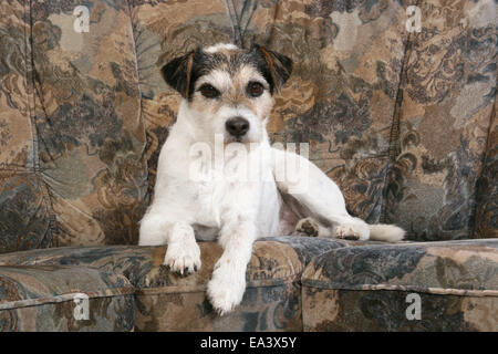 Parson Russell Terrier sul divano Foto Stock