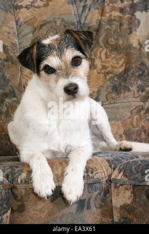 Parson Russell Terrier sul divano Foto Stock