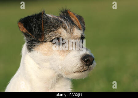 Parson Russell Terrier ritratto Foto Stock