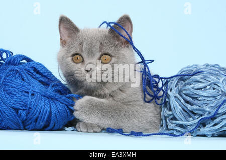 Riproduzione di British Shorthair Foto Stock