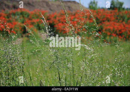 Erba di prato Foto Stock