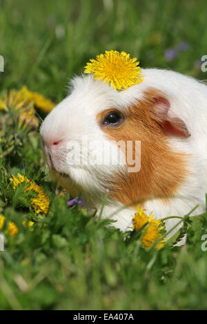 English Crested cavia Foto Stock