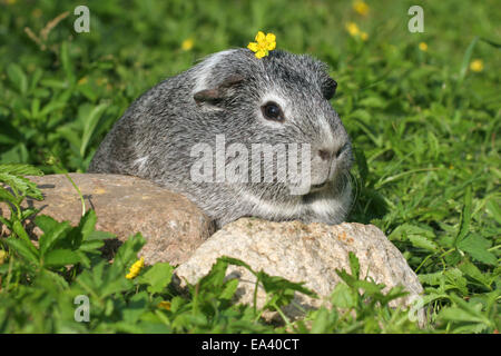 Liscia con capelli cavia Foto Stock