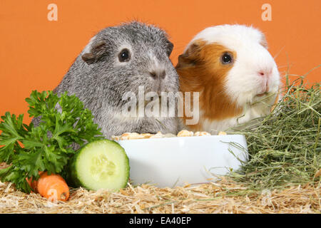 La cavia Foto Stock