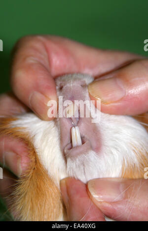 Denti Controllo cavia Foto Stock