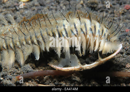 Peacock Worm di setole Foto Stock