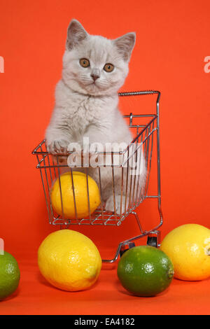 British Shorthair Kitten Foto Stock