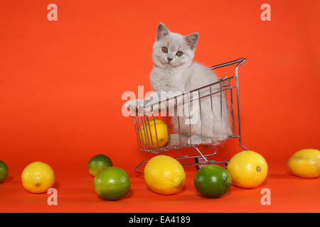 British Shorthair Kitten Foto Stock