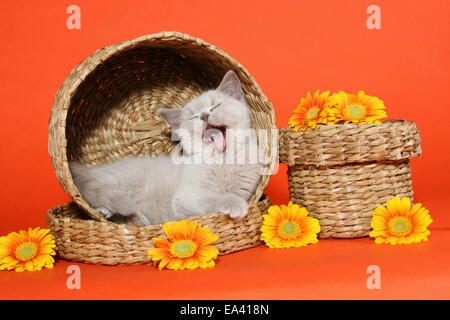 British Shorthair Kitten Foto Stock