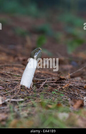 Phallus impudicus . Stinkhorn Mushrooom in un bosco inglese Foto Stock