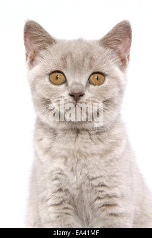 British Shorthair Kitten Foto Stock