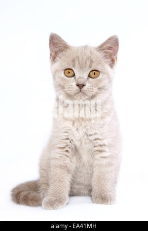 British Shorthair Kitten Foto Stock