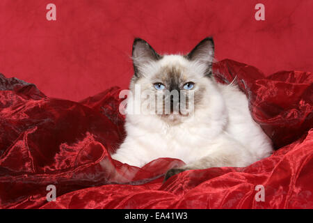 giovane ragdoll Foto Stock