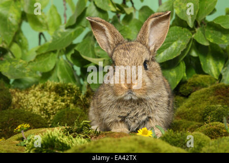 Giovani Dwarf Rabbit Foto Stock