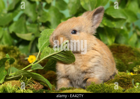 Giovani Dwarf Rabbit Foto Stock