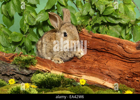 Giovani Dwarf Rabbit Foto Stock