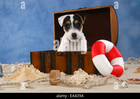 Parson Russell Terrier cucciolo Foto Stock