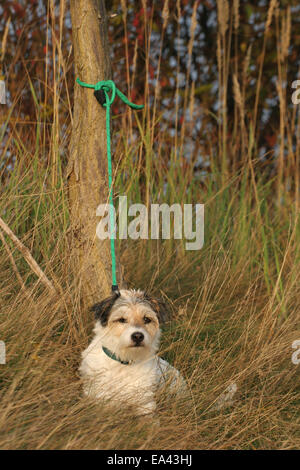 Parson Russell Terrier Foto Stock