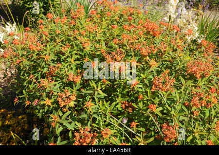 Euforbia Himalajan Foto Stock
