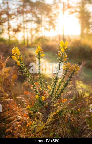 Gorse bush fioritura a lato di un sentiero pubblico. Foto Stock