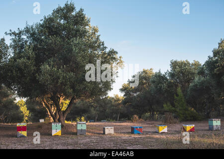 Alveari colorati. Alberi sullo sfondo Foto Stock