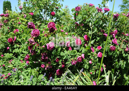 Rosa francese Foto Stock