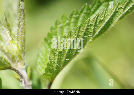 Ortica Foto Stock