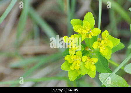 Euphorbia epithymoides Foto Stock
