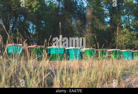 Alveari colorati. Alberi sullo sfondo Foto Stock