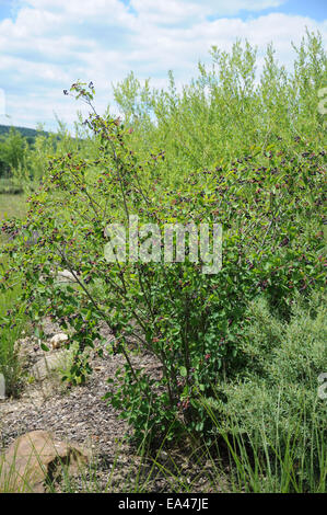 Amelanchier Ovalis, Felsenbirne, Shadbush Foto Stock