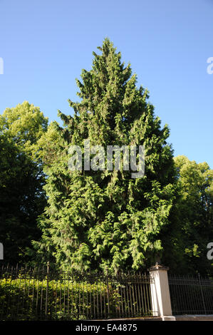 Western red cedar Foto Stock