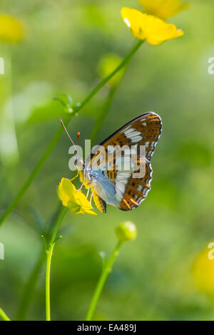 Eurasian ammiraglio bianco Foto Stock