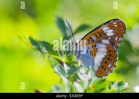 Eurasian ammiraglio bianco Foto Stock