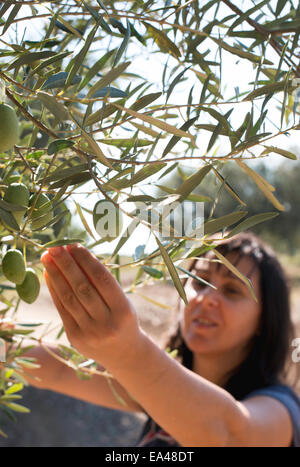 Raccolta delle olive.Donna azienda olive branch Foto Stock