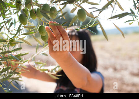 Raccolta delle olive.Donna azienda olive branch Foto Stock