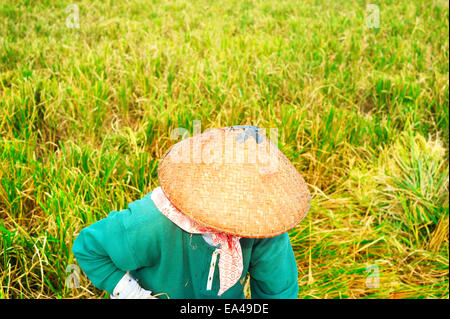 Lavoratore di riso Foto Stock