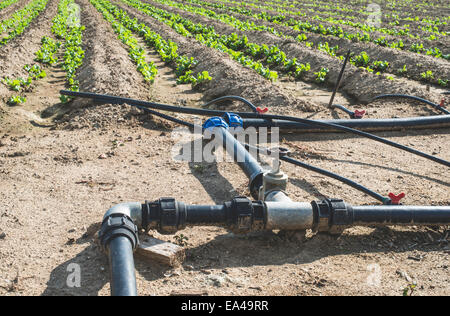 Tubi di irrigazione su lattuga raccolti di campo Foto Stock