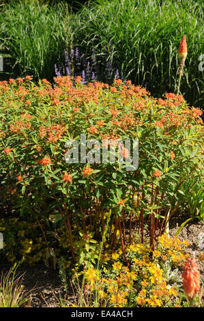 Euforbia Himalajan Foto Stock