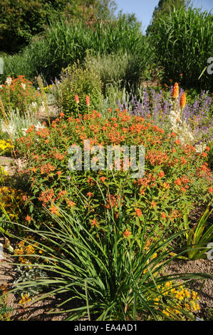 Euforbia Himalajan Foto Stock