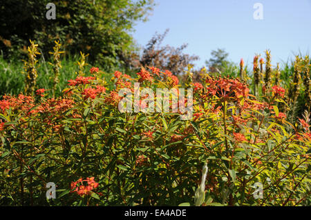 Euforbia Himalajan Foto Stock