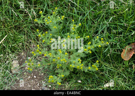 Mayweed Rayless o ananas erbaccia, Chamomilla suaveolens, fioritura weed agricola in massa a riposo Foto Stock