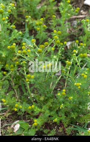 Mayweed Rayless o ananas erbaccia, Chamomilla suaveolens, fioritura weed agricola in massa a riposo Foto Stock