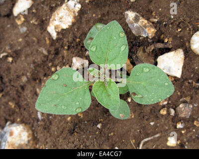 Comune, Amaranto Rosso-radicata pigweed, Amaranthus retroflexus, piantina sui rifiuti di terreni agricoli Foto Stock