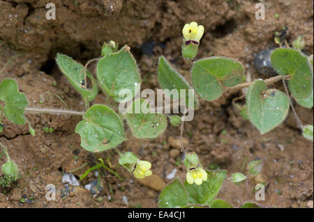 Round-lasciava fluellen, Kickxia spuria, fioritura prostrati impianto su wasteground Foto Stock